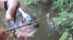 Piranha Bites Through A Twig Like A Pair Of Sharp Scissors