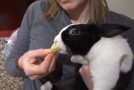 Rabbit Tastes A Lemon For The First Time