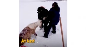 Reindeer Completely Covered In Snow Gets Rescued