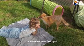 Rescued Fox And Little Girl Form An Inseparable Bond
