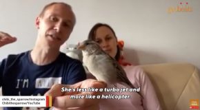 Rescued Wild Sparrow Won’t Leave The Couple That Rescued It