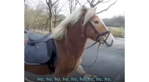 Runaway Horse Gets Chased Around In Traffic By A Biker
