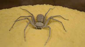 Sand Spider Completely Buries Itself In Sand