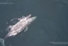 Southern California Whale Watching Tour Witnesses A Whale Giving Birth