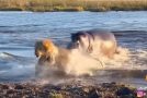 Three Lions Crossing A River Get Attacked By A Hippopotamus