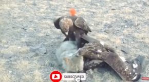 10 Examples Of Eagles Hunting Their Prey Without Mercy