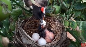 Angry Mother Bulbul Pushes Cuckoo Eggs Out Of Her Nest