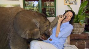 Baby Elephant Inside A House Causes A Lot Of Trouble!