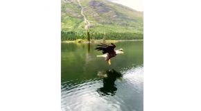 Bald Eagle Steals A Fish From A Fisherman’s Line