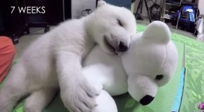 Beautiful Clips Of Nora, The Baby Polar Bear Growing Up