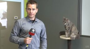 CBC Report Gets Interrupted By A Cat