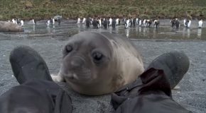 Cute Baby Seal Comes Near A Cameraman