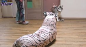 Huskies Get Scared Of A Stuffed Tiger In Their House