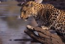 Leopard Learns How To Catch Fish From A Dried-Up Waterbody