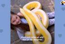 Little Girl Is Best Friends With Her 16-Foot-Long Python