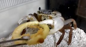 Pet Crab Eats An Onion Ring