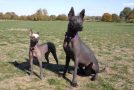 Taking A Look At The Mexican Hairless Xoloitzcuintli Dog
