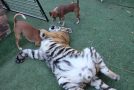 Tiger Play Fights With Man, Man’s Dog Attacks Tiger!