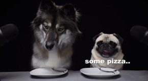 Wolf Dog And Pug Review Foods Together