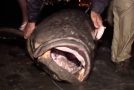Compilation Of The Biggest Catches On River Monsters