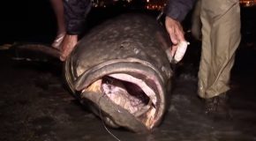Compilation Of The Biggest Catches On River Monsters
