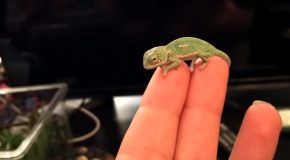 Day-Old Chameleon Changes Colour Patterns