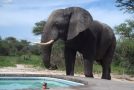 Elephant Drinks From A Pool While People Party In It