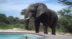 Elephant Drinks From A Pool While People Party In It