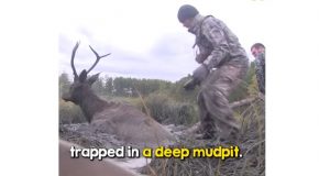 Hunters Rescue A Deer Stuck In Mud