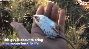 Man Brings Back A Mouse From The Dead