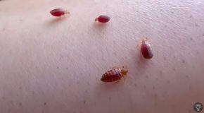 Some Real Facts About Bedbugs