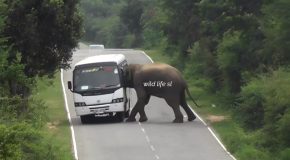 Woman Offers Food To An Angry Elephant