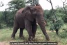 Woman Who Saved The Life Of A Wild Elephant Years Ago Gets Recognised