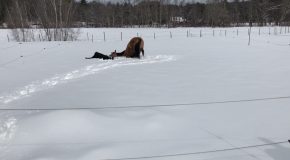 Cute Horse Makes Snow Angels Beside Her Human