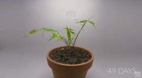 12 Amazing Plant Growth Timelapses
