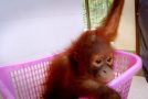 Baby Orangutan Gets Taught To Swing Ropes By Its Only Friend
