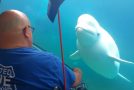 Beluga Whale Absolutely Loves Man Playing Violin