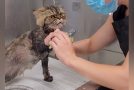 Cat Gets Angry At The Groomer For Grooming Him, Tries To Take Revenge