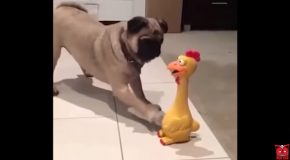 Cats And Dogs Playing With The Clucking Chicken Toy With Funny Reactions