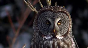 Eagles Vs Owls, Who’s The Apex Predator Of The Bird World?