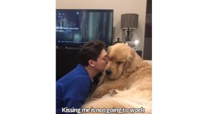 Golden Retriever Gets Angry Because The Owner Smells Like Another Dog