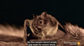 How Vampire Bats Manage To Suck Blood Unnoticed