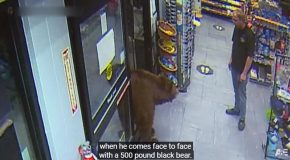 Huge Bear Keeps Stealing Candy From A Grocery Store