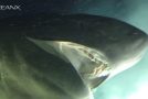 Huge Deep-Sea Shark Checks Out A Submarine