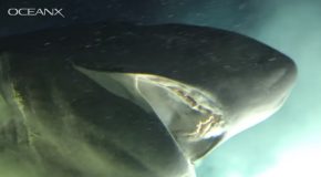 Huge Deep-Sea Shark Checks Out A Submarine