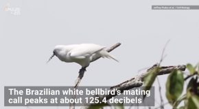 Loudest Bird In The World Screams To Attract The Attention Of A Mate