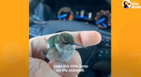 Man Rescues A Baby Hummingbird And Teaches It How To Fly