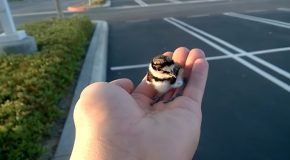 Man Returns A Rescued Baby Bird To Its Parents