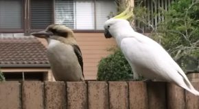 Mischievous Cockatoo Teases A Kookaburra