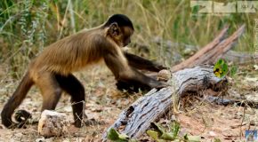 Monkey Cracking A Nut With A Rock Is The Best Thing On The Internet
